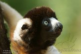 NAP01152070 kroonsifaka / Propithecus coronatus