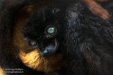 NAP01164508 blauwoogmaki / Eulemur flavifrons