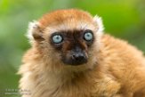 NAP01164529 blauwoogmaki / Eulemur flavifrons