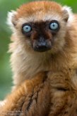 NAP01164532 blauwoogmaki / Eulemur flavifrons