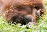 NAP01164533 Borneo orang-oetan / Pongo pygmaeus