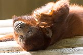 NAP01164569 rode brulaap / Alouatta seniculus