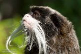 NAP01164571 keizertamarin / Saguinus imperator