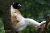 NAP01164594 kroonsifaka / Propithecus coronatus