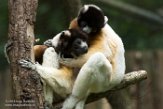 NAP01164600 kroonsifaka / Propithecus coronatus