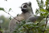 NAP02165060 ringstaartmaki / Lemur catta