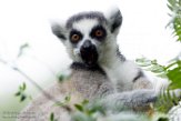 NAP02165065 ringstaartmaki / Lemur catta