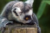 NAP01173095 ringstaartmaki / Lemur catta
