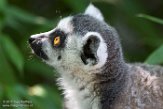 NAP01173096 ringstaartmaki / Lemur catta