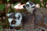NAP01173106 ringstaartmaki / Lemur catta