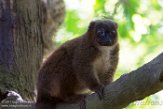 NAP01173114 roodbuikmaki / Eulemur rubriventer