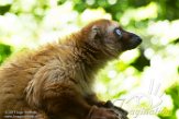 NAP01173119 blauwoogmaki / Eulemur flavifrons