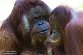 NAP01173131 Borneo orang-oetan / Pongo pygmaeus