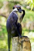 NAP01173165 roodkopmangabey / Cercocebus torquatus