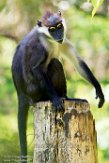 NAP01173170 roodkopmangabey / Cercocebus torquatus