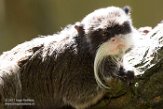 NAP01173221 keizertamarin / Saguinus imperator