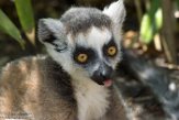 NAP01173237 ringstaartmaki / Lemur catta