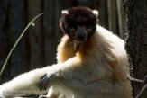 NAP01173290 kroonsifaka / Propithecus coronatus