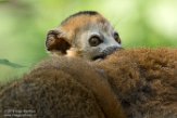 NAP01182820 kroonmaki / Eulemur coronatus