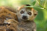 NAP01182828 kroonmaki / Eulemur coronatus