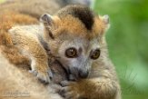 NAP01182835 kroonmaki / Eulemur coronatus