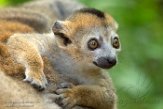 NAP01182836 kroonmaki / Eulemur coronatus