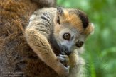 NAP01182842 kroonmaki / Eulemur coronatus