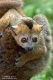 NAP01182851 kroonmaki / Eulemur coronatus