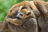 NAP01182860 kroonmaki / Eulemur coronatus