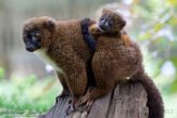 NAP01182887 roodbuikmaki / Eulemur rubriventer