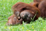 NAP01182966 Borneo orang-oetan / Pongo pygmaeus