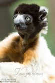 NAP01183028 kroonsifaka / Propithecus coronatus