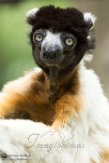 NAP01183039 kroonsifaka / Propithecus coronatus