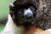 NAP01183044 kroonsifaka / Propithecus coronatus