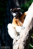 NAP01195831 kroonsifaka / Propithecus coronatus