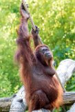 NAP01195841 Borneo orang-oetan / Pongo pygmaeus