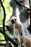 NAP01195859 witwanggibbon / Nomascus leucogenys