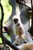 NAP01195864 witwanggibbon / Nomascus leucogenys