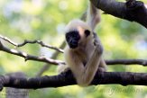 NAP01195869 witwanggibbon / Nomascus leucogenys