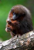 NAP01201300 rode titi / Callicebus cupreus