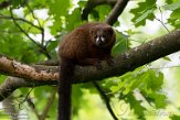 NAP01201351 roodbuikmaki / Eulemur rubriventer