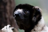 NAP01201425 kroonsifaka / Propithecus coronatus