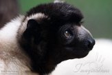 NAP01201431 kroonsifaka / Propithecus coronatus