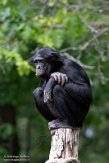 NAP01201438 bonobo / Pan paniscus