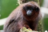 NAP02201693 rode titi / Callicebus cupreus