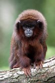 NAP02201706 rode titi / Callicebus cupreus