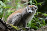 NAP02201734 kroonmaki / Eulemur coronatus