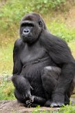 NAP02201766 westelijke laaglandgorilla / Gorilla gorilla gorilla