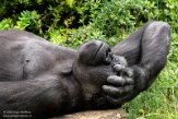 NAP02201772 westelijke laaglandgorilla / Gorilla gorilla gorilla