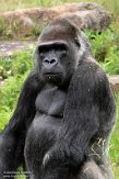 NAP02201780 westelijke laaglandgorilla / Gorilla gorilla gorilla